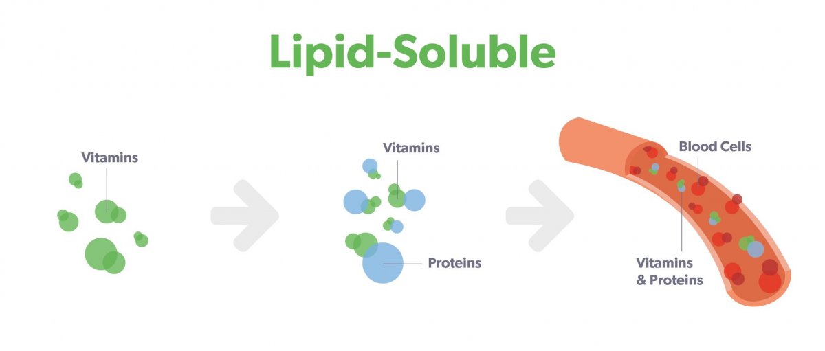how lipid-soluble vitamins are absorbed in the body