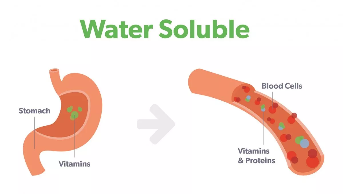 how water soluble vitamins are absorbed in the body